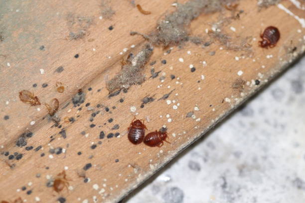 The image shows several reddish-brown bed bugs on a wooden surface that's littered with small black fecal spots and white debris.